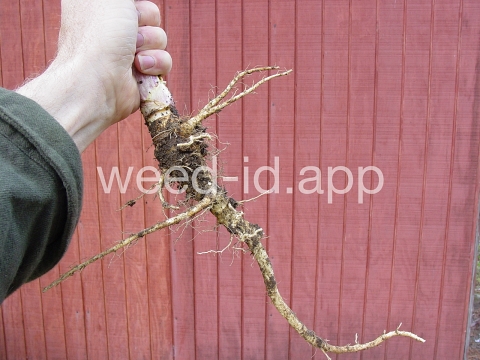 parsnip, wild